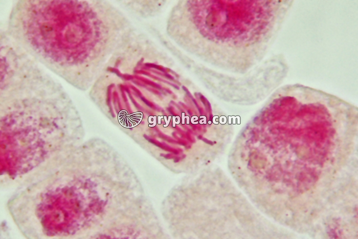 Mitose cellules de racine d'Ail - Anaphase x800 - gryphea.com